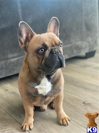 Gizzythefrenchie Picture 1